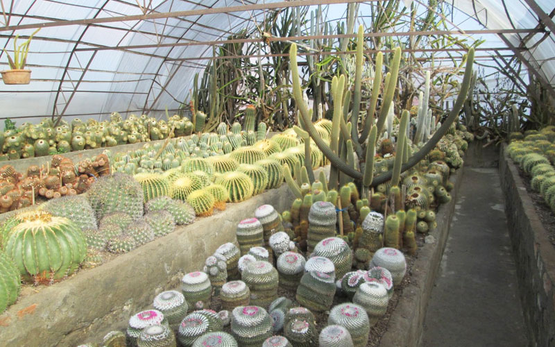 Cactus Nursery
