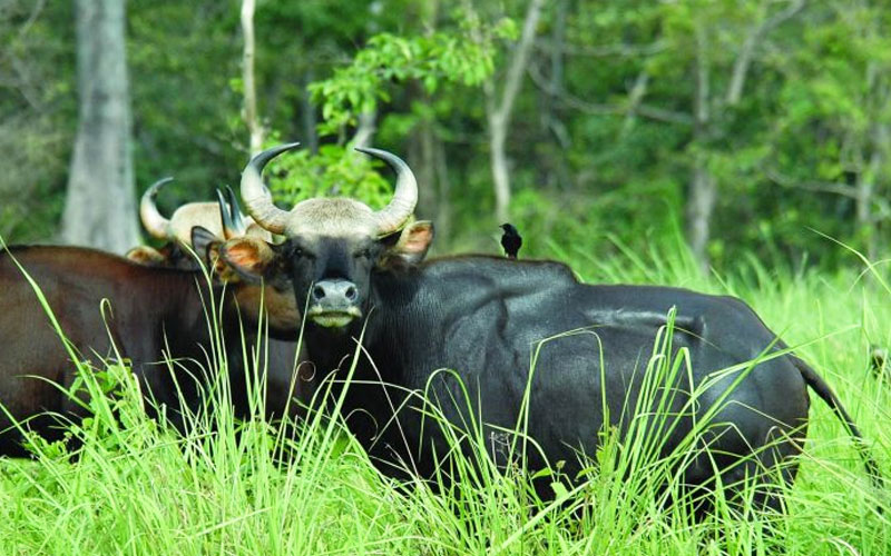 Gorumara National Park