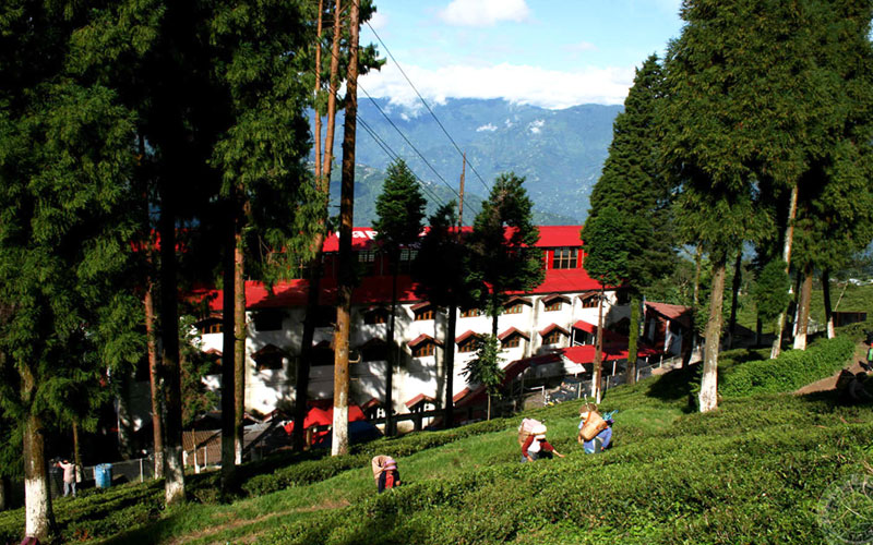 Happy valley Tea estate