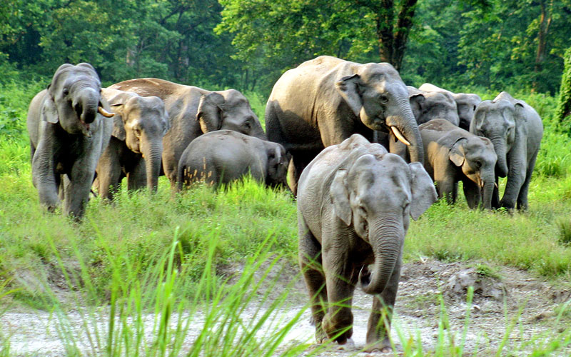 Jaldapara National Park