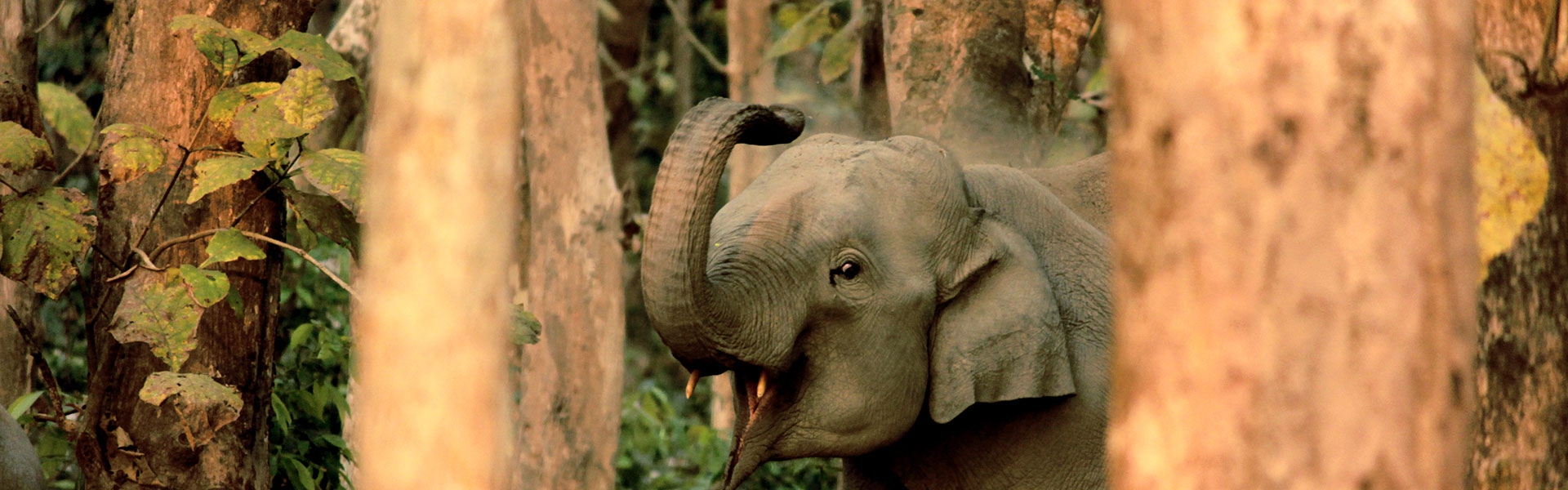 Dooars Tour Packages